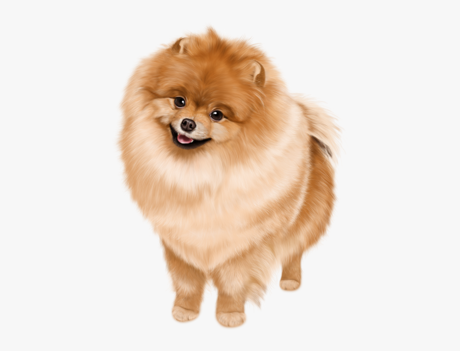 Pomeranian, Transparent Clipart