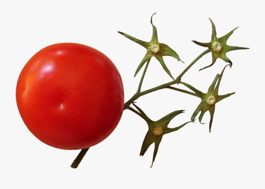 Transparent Tomato Plant Png - Tomato Stem Png, Transparent Clipart