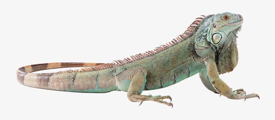 Lizard Png - Iguana Png, Transparent Clipart