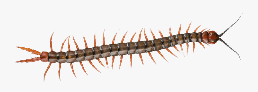 Centipede - Millipede Png, Transparent Clipart