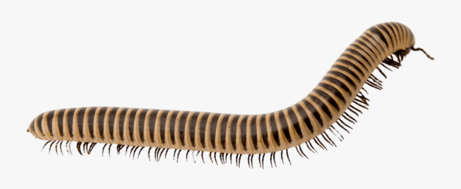 Light Brown Millipede - Millipede Png, Transparent Clipart