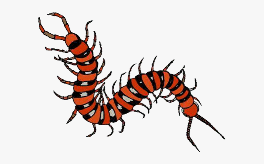 Millipede Clipart Tennessee - Centipede Amazon Rainforest Insects