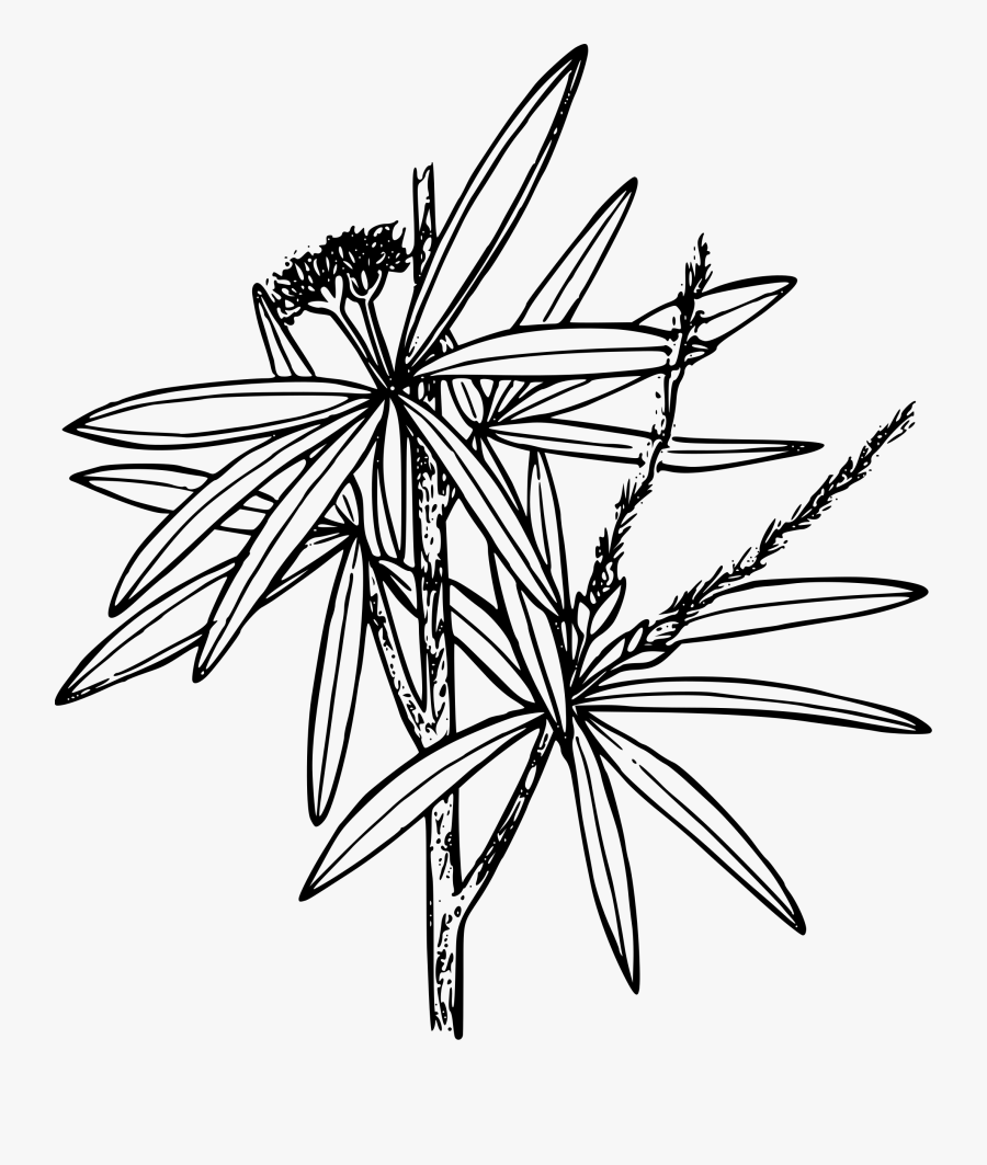 Transparent Mountain Drawing Png - Curl Leaf Mountain Mahogany Drawing, Transparent Clipart