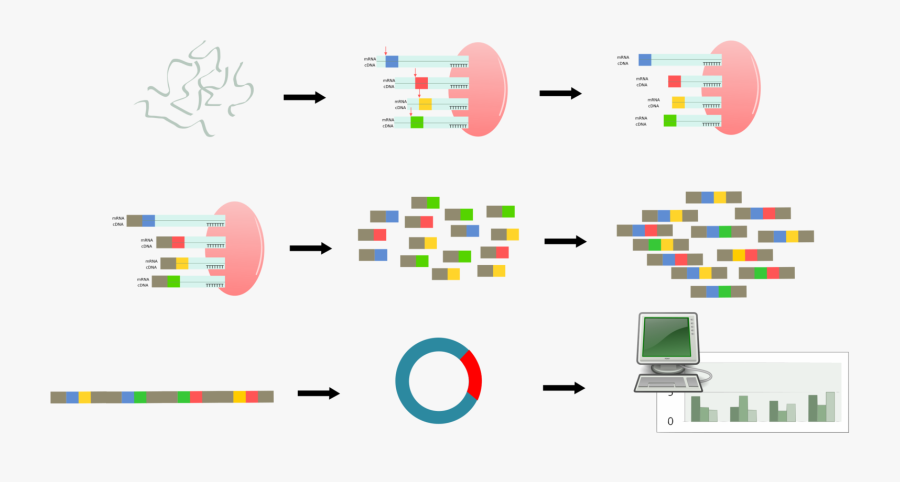 Area,text,diagram - Serial Analysis Of Gene Expression Simple, Transparent Clipart