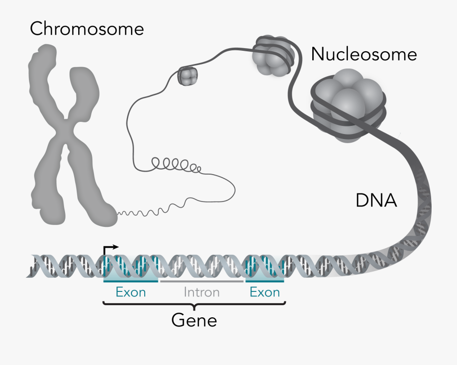 Study Uses Gene Editing To Take Brakes Off Lab-based - Draw A Picture To Show The Relationship Between Chromosome, Transparent Clipart