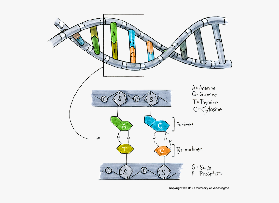 Transparent Dna Clipart Png - Dna Made Out, Transparent Clipart