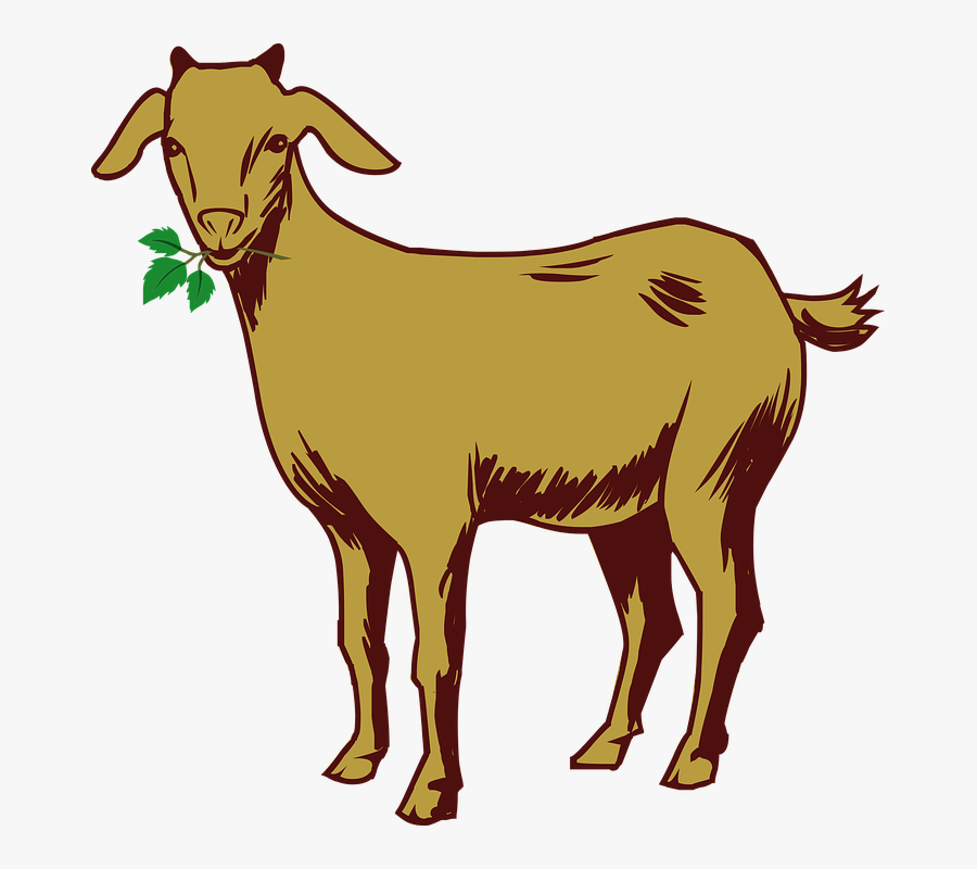 Goat Drawing Coloured Drawings Of Goats , Free Transparent Clipart