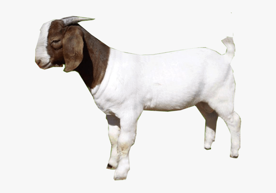Goat - Goat Png, Transparent Clipart