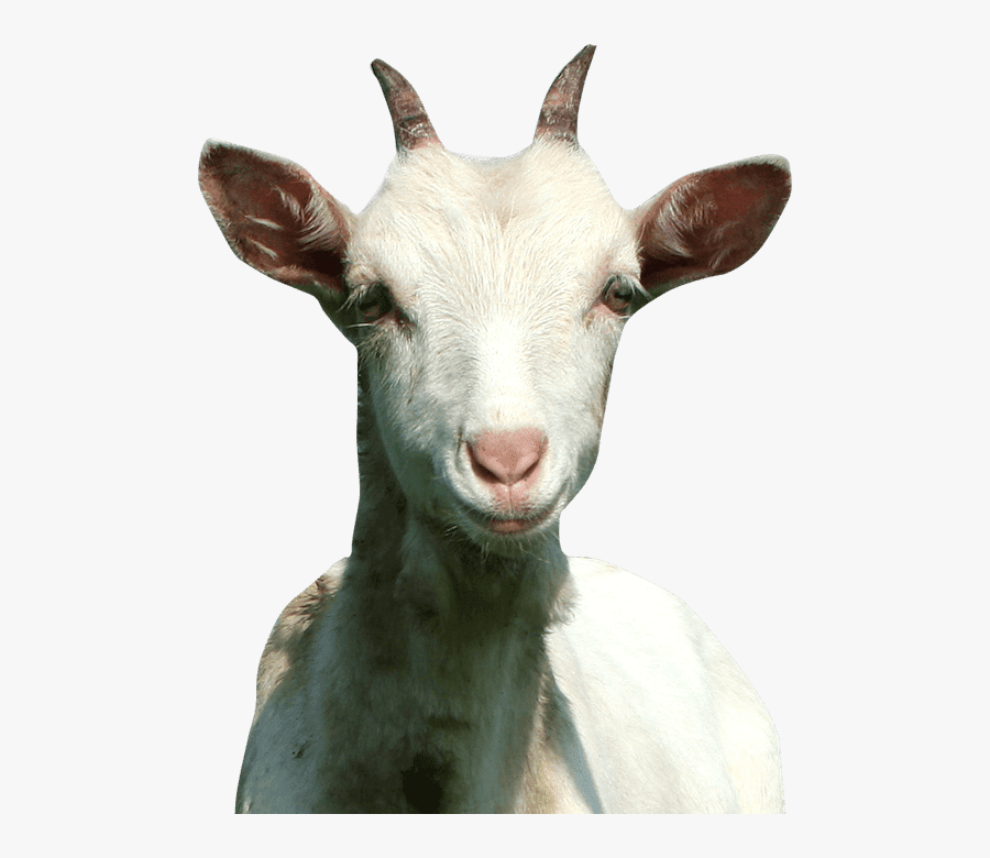 Clip Art Goat Image - Significa El Animal Goat, Transparent Clipart