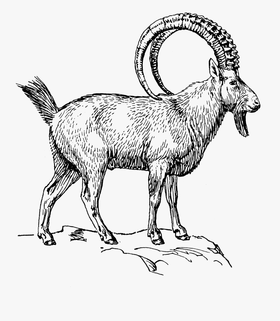 Transparent Goats Png - Ibex Clipart, Transparent Clipart