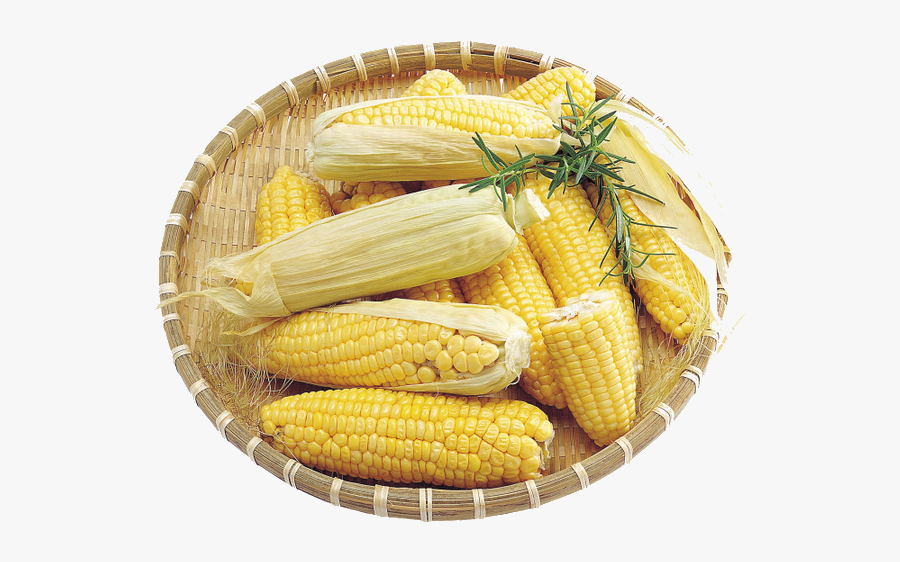 Corn Maize On The Cob Field Clipart Transparent Png - Maize, Transparent Clipart