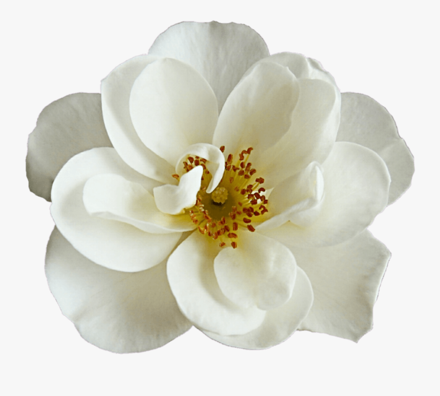 White Dogwood Rose - Transparent Pink Dogwood Bloom, Transparent Clipart
