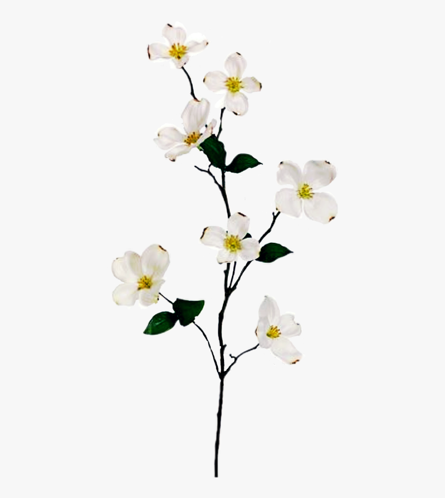 Dogwood Flower Branch - Dogwood Branch With Flowers, Transparent Clipart