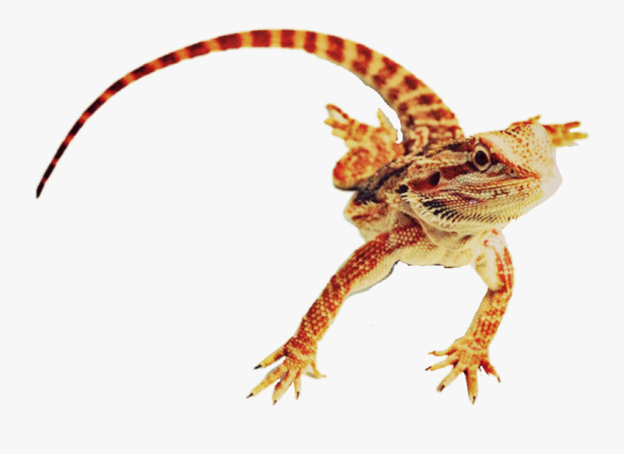 #beardeddragon #beardie #lizard #reptile - Lizard Most Like Dragon, Transparent Clipart