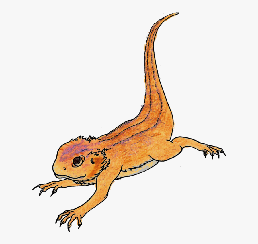 Rankins Dragon Cartoon Lizard Drawing Illustration - Clipart Of Bearded Dragons, Transparent Clipart