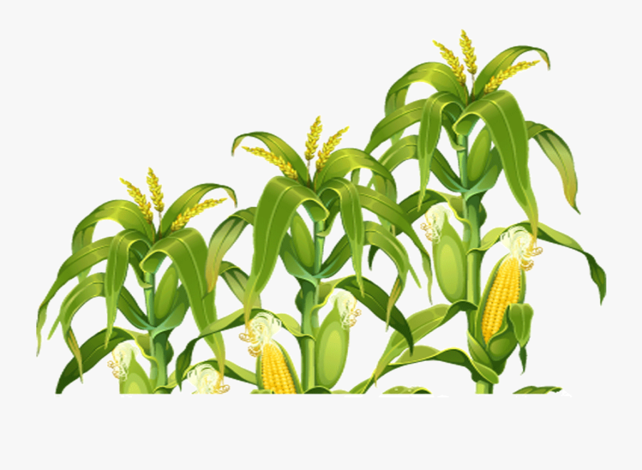 Field Corn Portable Network Graphics Clip Art Image - Corn Field Png, Transparent Clipart