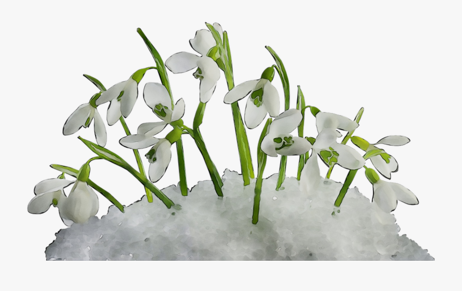 Spring Computer Illustration Snowdrop Icons Free Transparent - Подснежник Пнг, Transparent Clipart