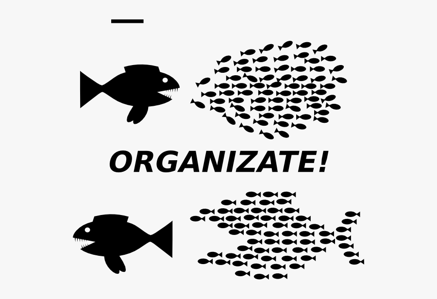 Organizing Fish, Transparent Clipart