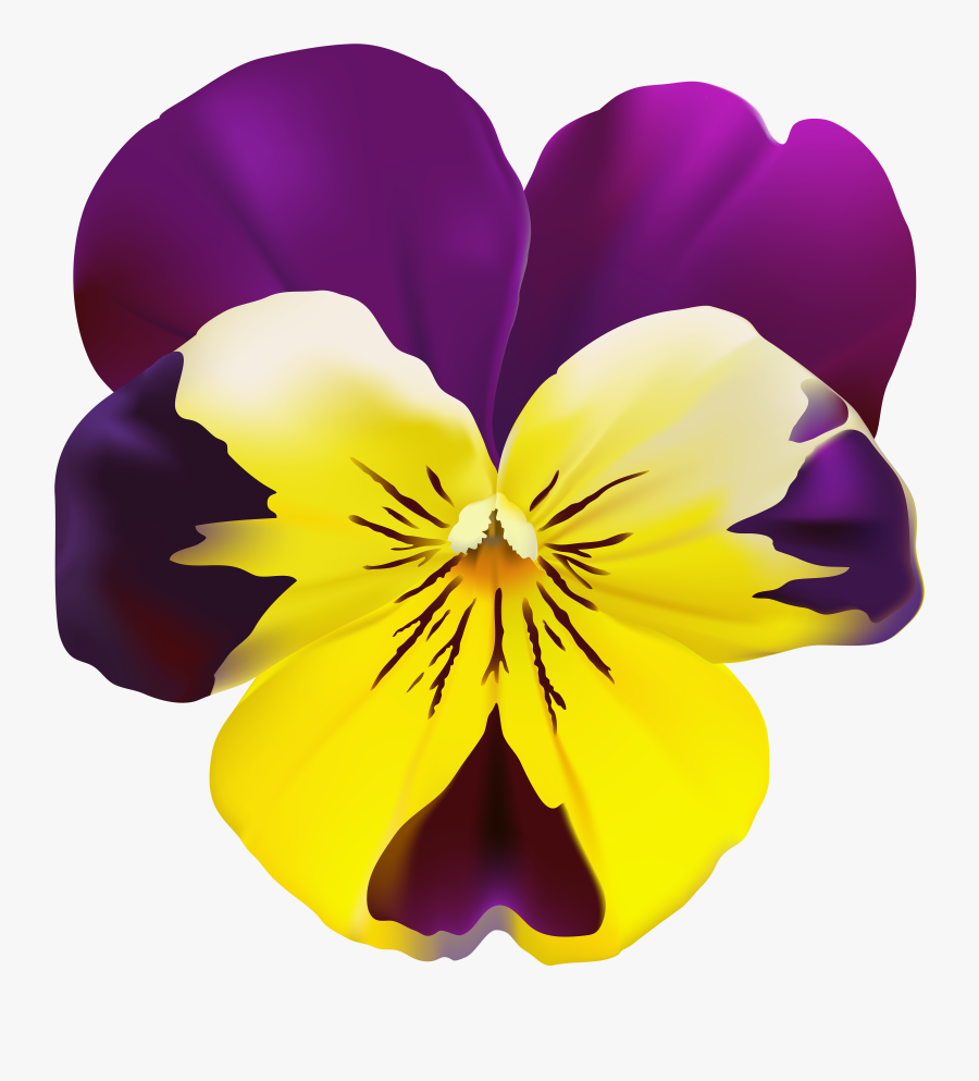 Viola Tricolor Png Transparent Clipart , Png Download - Pansy Flower Png Hd, Transparent Clipart