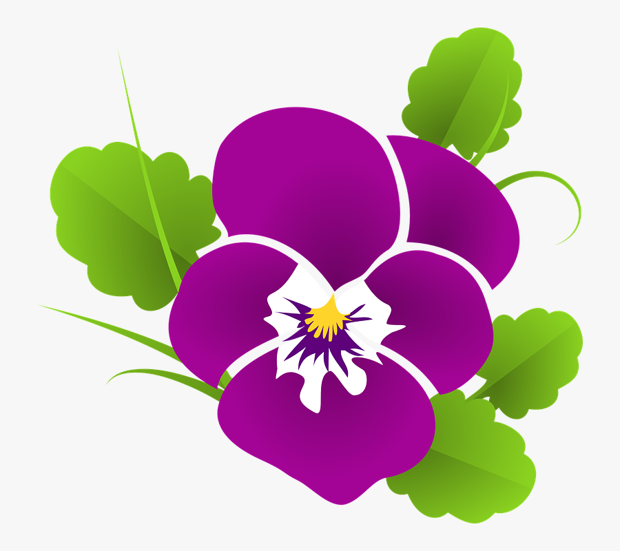 Stiefmütterchen, Veilchen, Viola, Violaceae, Blüte - Clip Art Of Violet, Transparent Clipart