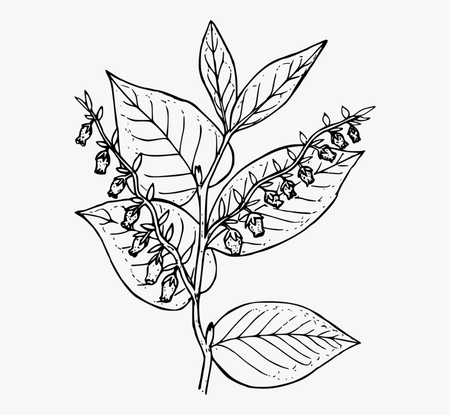 Coloring Book Colouring Pages - Draw Salal, Transparent Clipart