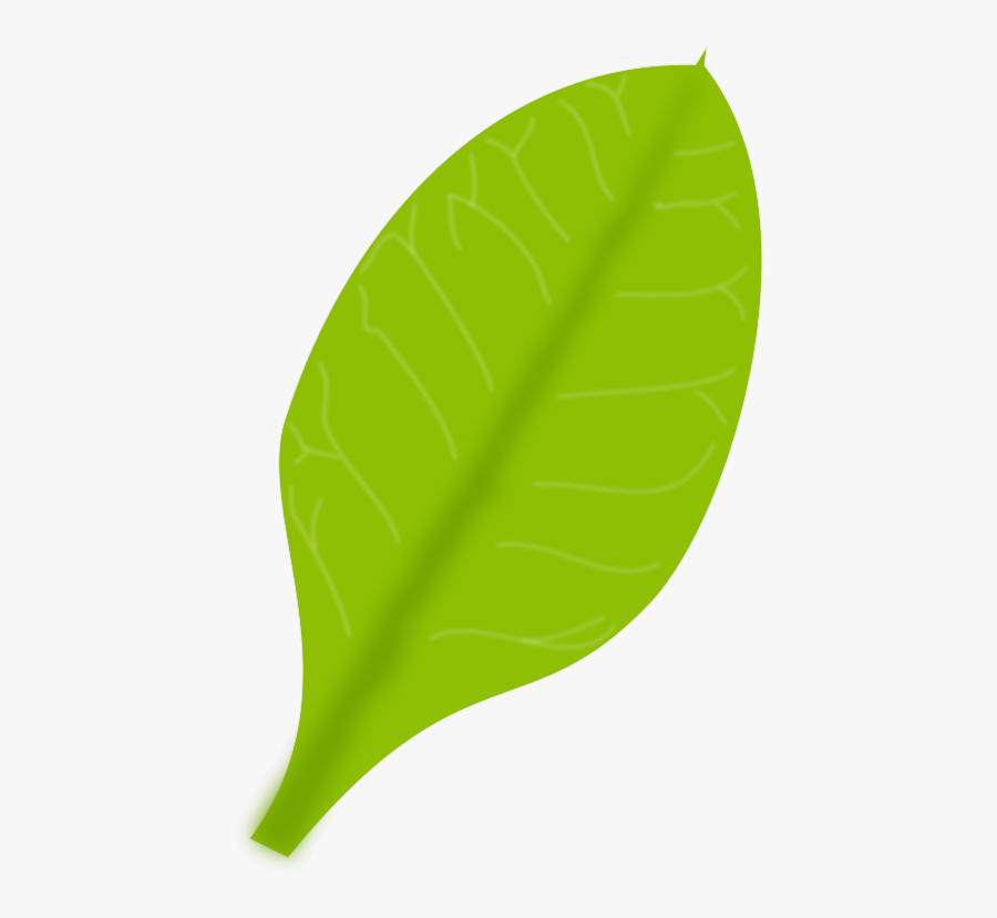 Green Leaf - Single Green Leaf Png, Transparent Clipart