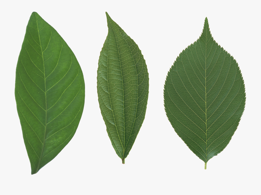 Green Leaf Png - Leaves Png, Transparent Clipart