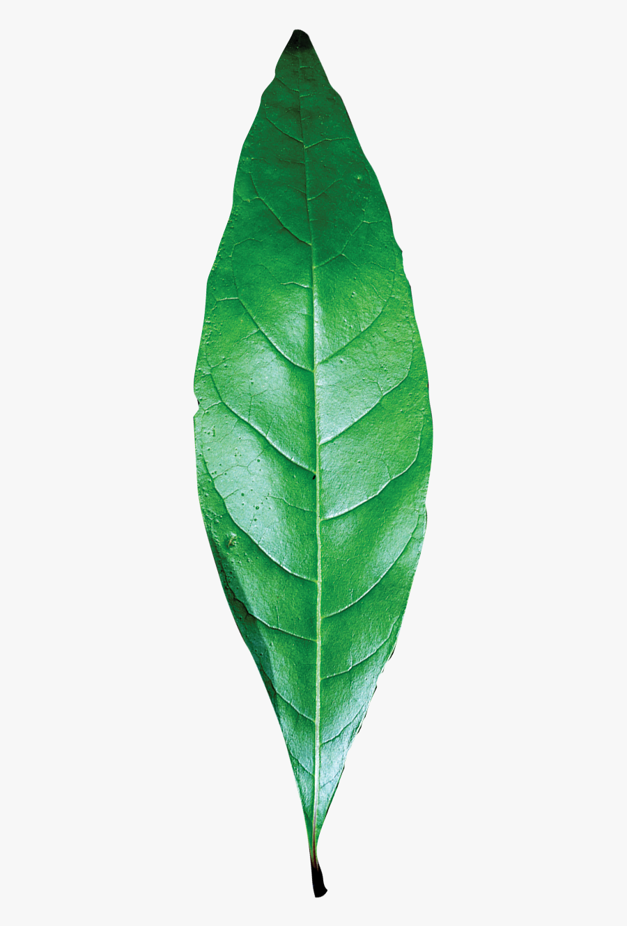 Transparent Green Leaves Clipart - Single Leaf Images Hd Png, Transparent Clipart