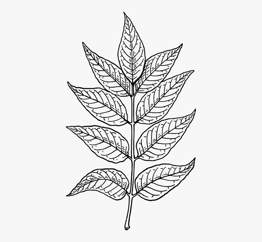 Line Art,plant,flora - Neem Tree Leaf Drawing , Free Transparent