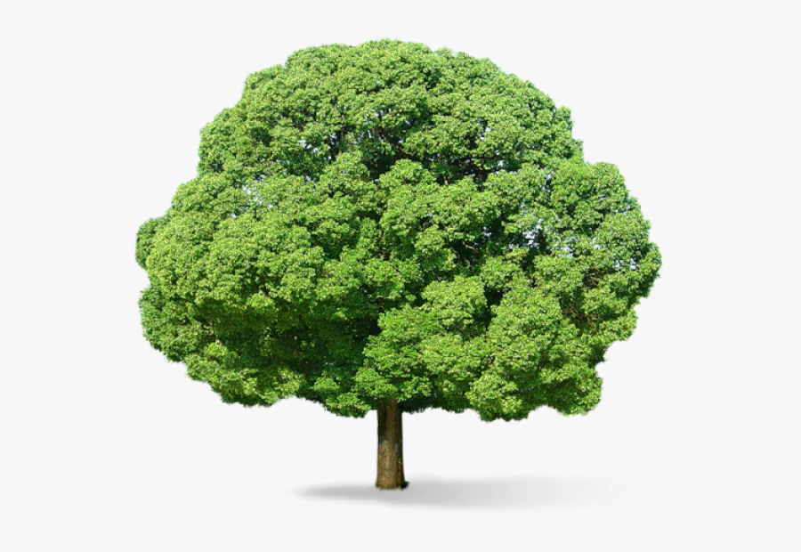 Neem Tree Png - Apple Tree Png Hd, Transparent Clipart