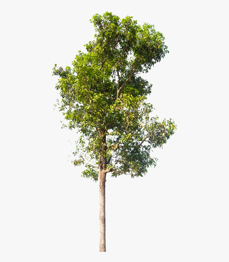 Neem Tree Images Hd , Png Download - Pond Pine, Transparent Clipart