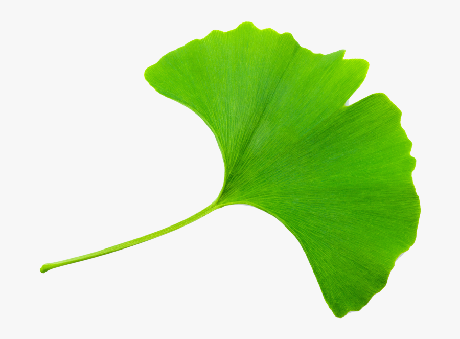 Ginkgo Tree Png - Folha Do Ginkgo, Transparent Clipart