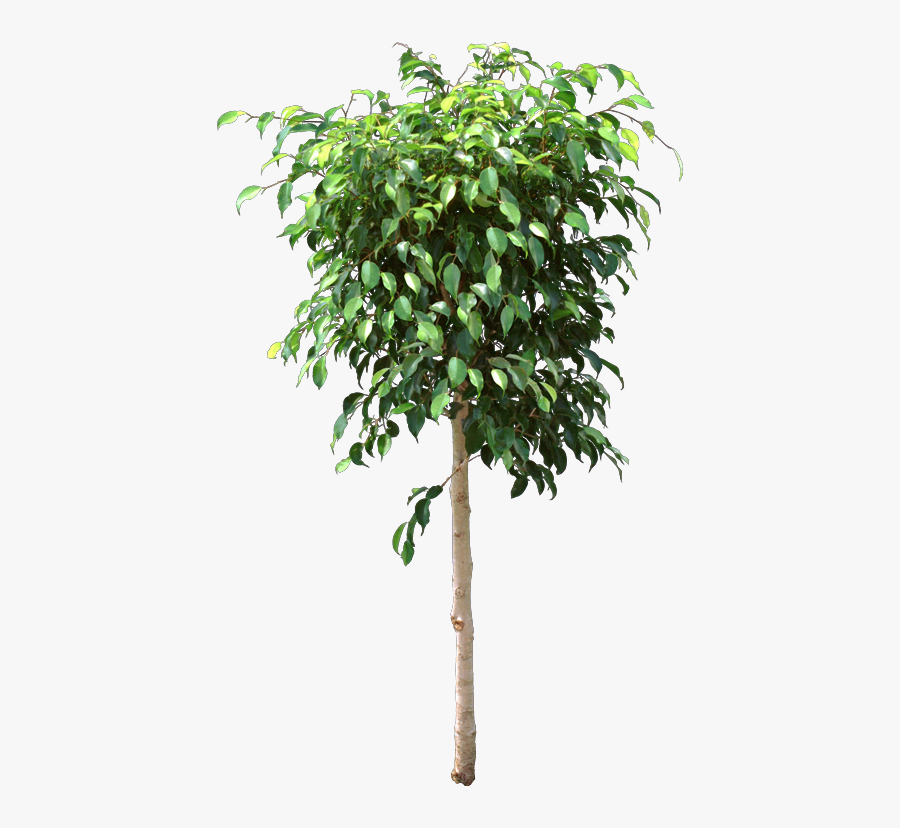 The Original Indoor Ficus, Ficus Benjamina, Lost Leaves - Ficus Tree Ficus Png, Transparent Clipart