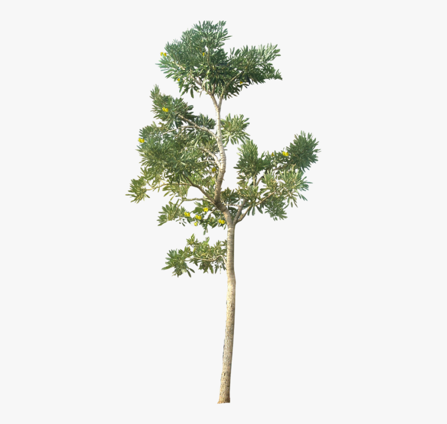 Tree Cut Out Png, Transparent Clipart