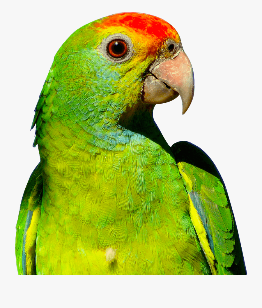 Parrot With High Resolution, Transparent Clipart