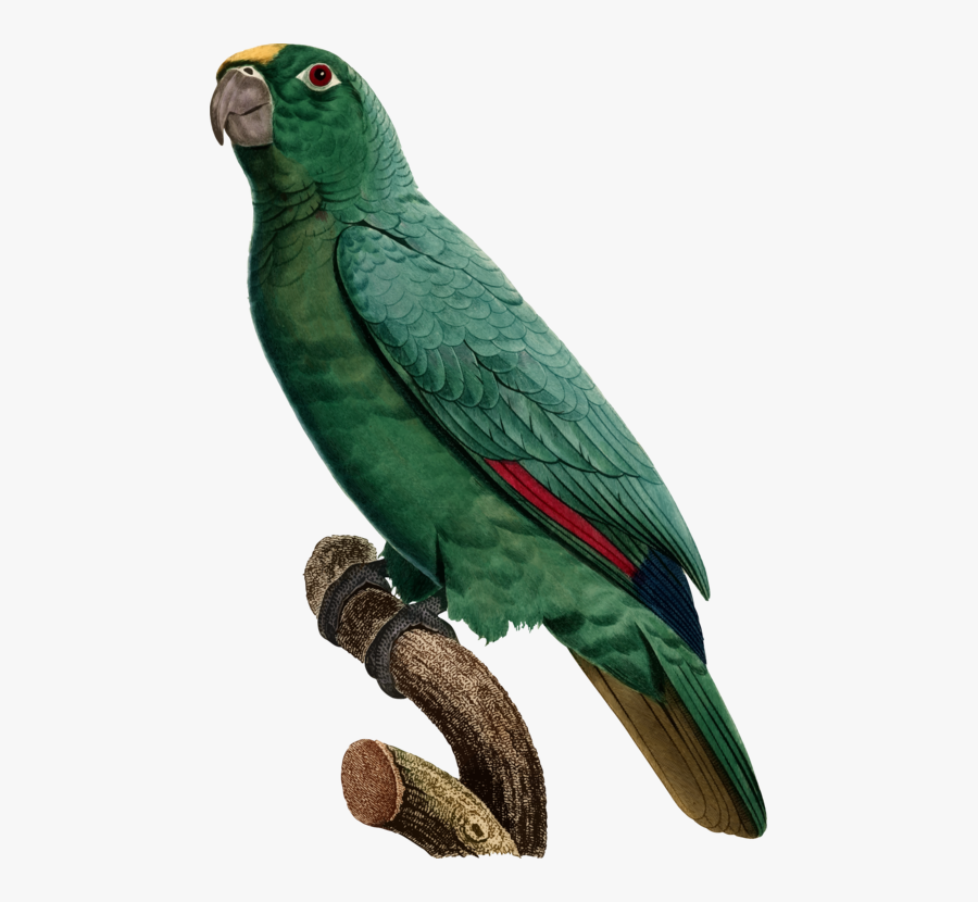 Macaw,parrot,bird - Oiseau Avec Fond Transparent, Transparent Clipart