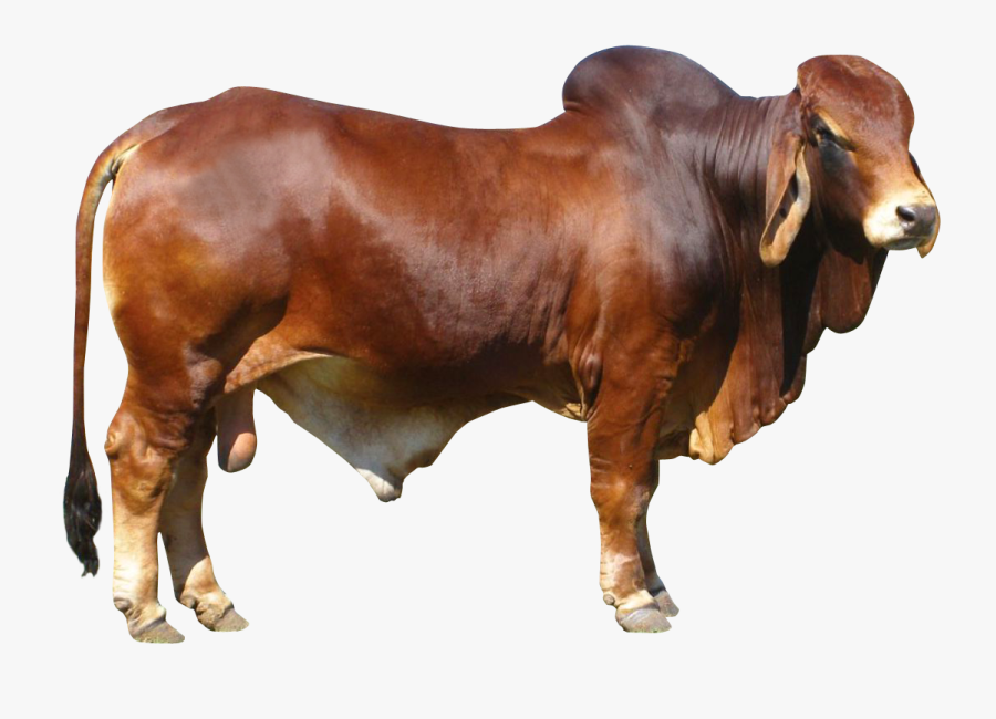 Indian Bull Png - Cow Images Hd Png , Free Transparent Clipart - ClipartKey