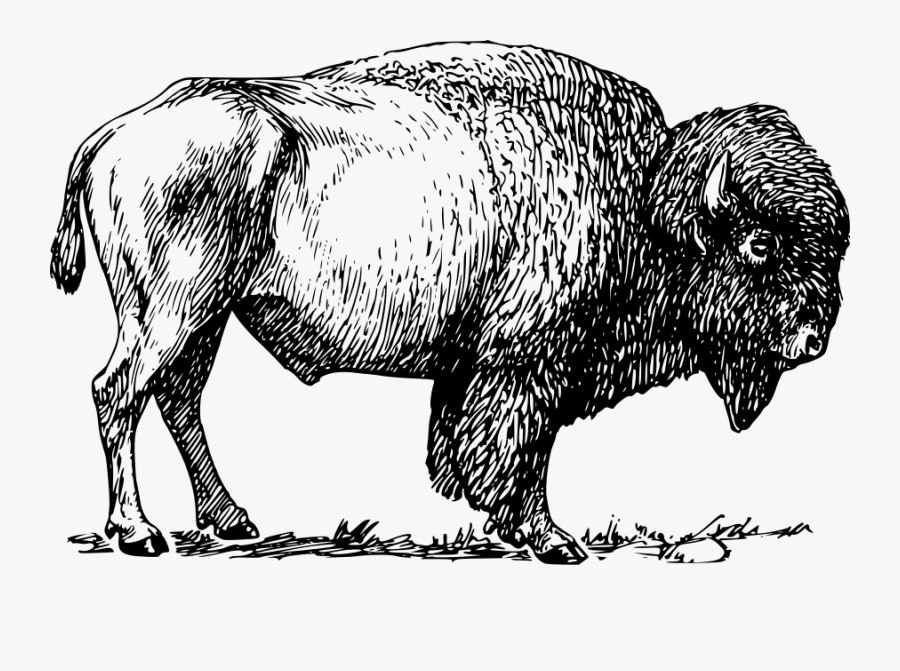 Bison 01 Svg Clip Arts - Drawing Of A Bison, Transparent Clipart