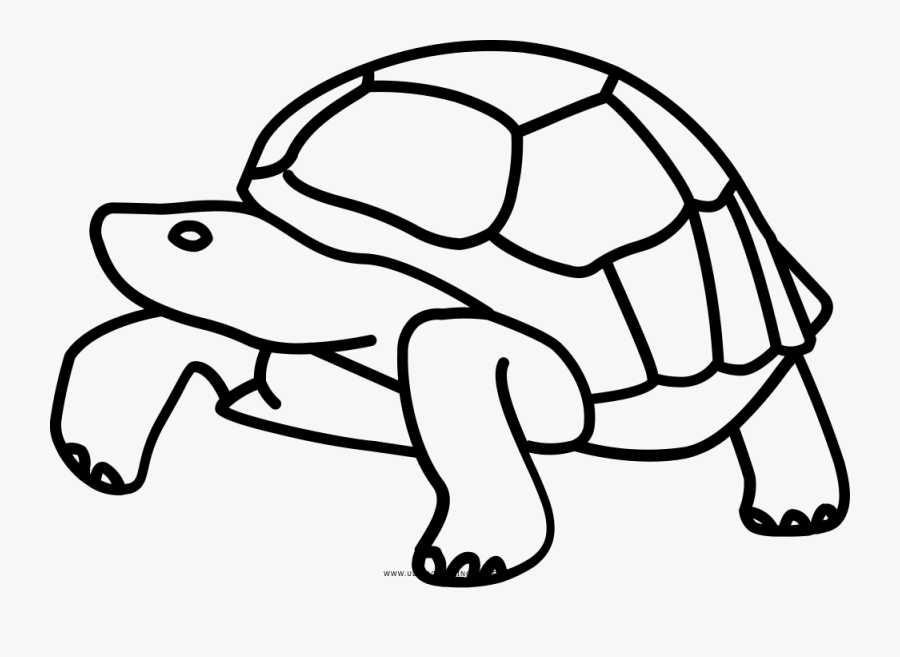 Galápagos Islands Tortoise Turtle Drawing Clip Art - Animales De Las Islas Galapagos Para Dibujar, Transparent Clipart