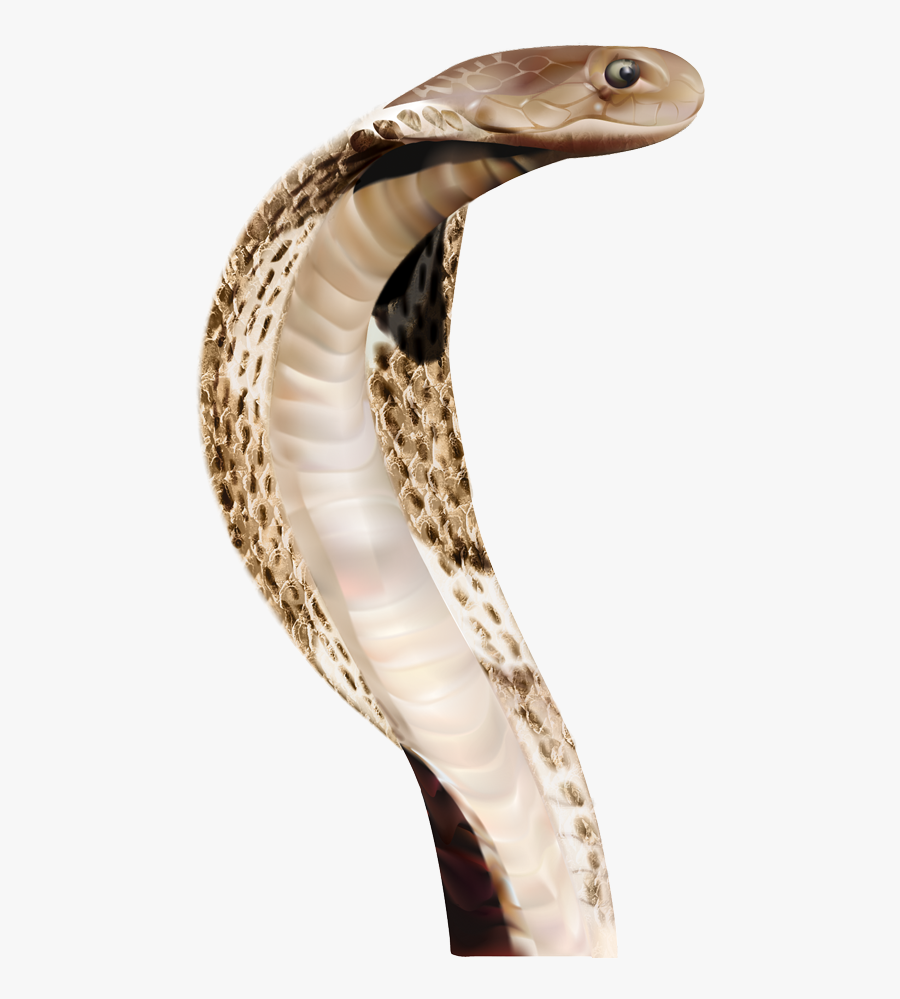 Shiva Snake Png, Transparent Clipart