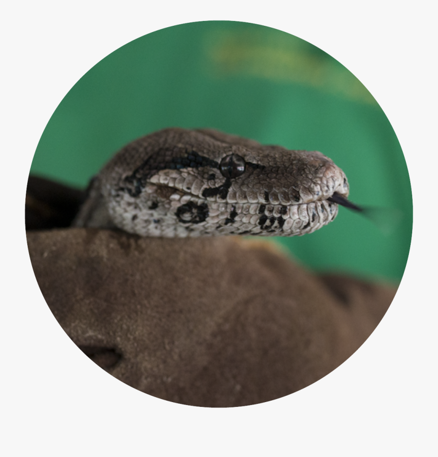 Transparent Boa Constrictor Png, Transparent Clipart