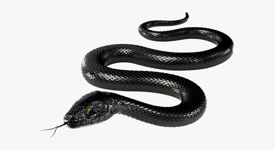 Black Rat Snake Transparent, Transparent Clipart