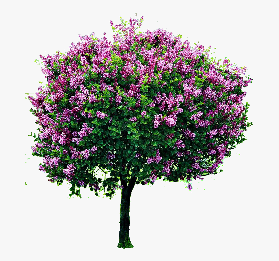 Flower Tree Png Images, Transparent Clipart