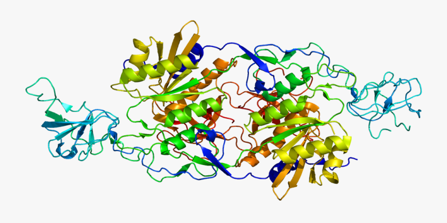 Protein Glrb Pdb 1t3e - Bapu Bommalu Of Vamana, Transparent Clipart