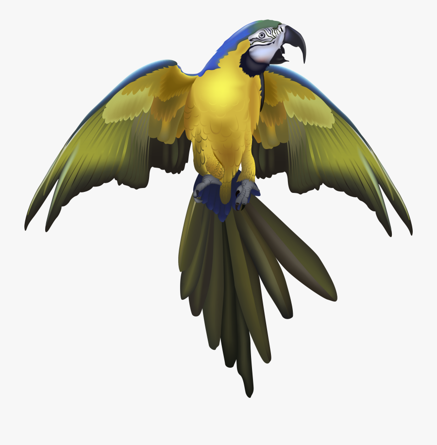 Macaw Spreaded Wings Drawing, Transparent Clipart