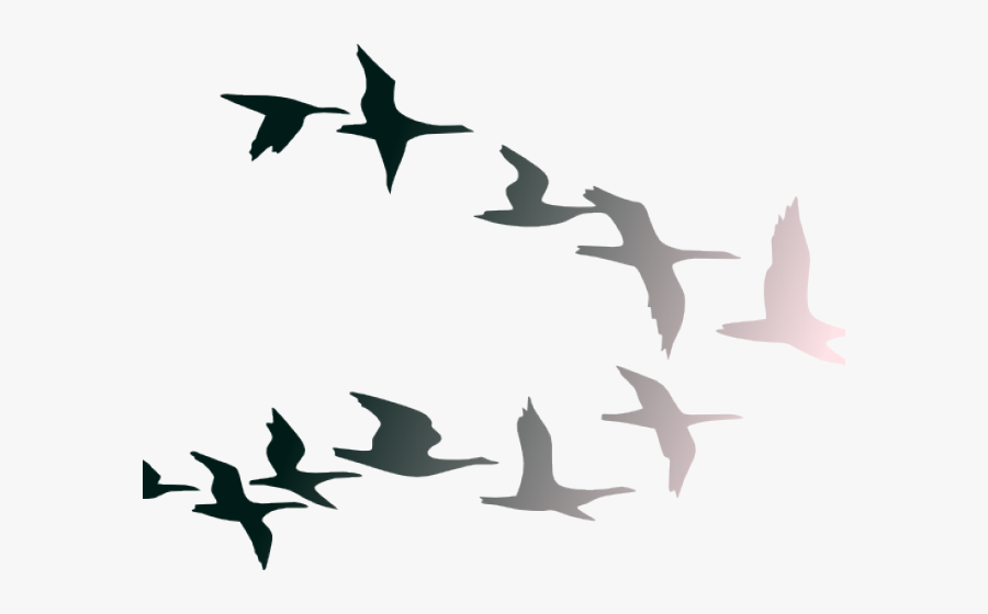 Transparent Migration Clipart - Colorful Birds Flying Png , Free ...