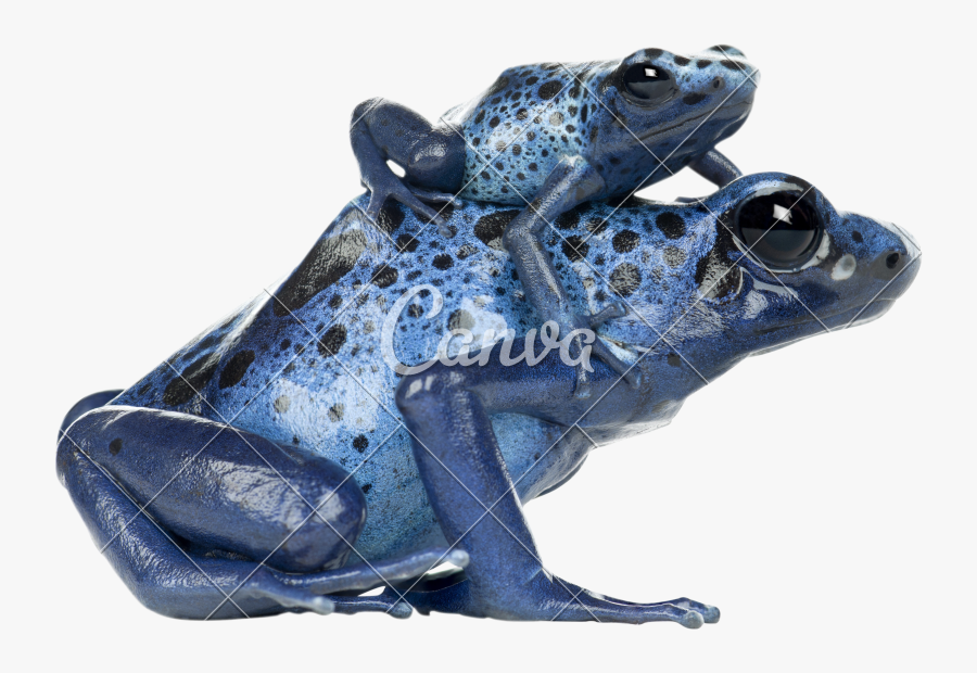 Transparent Cute Frog Clipart - Blue Strawberry Strawberry Poison Dart Frog, Transparent Clipart