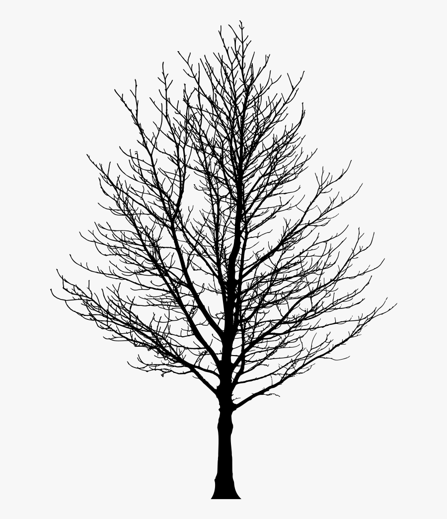 Barren Tree Silhouette - Sugar Maple Tree Without Leaves, Transparent Clipart