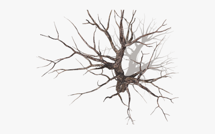 Dead Tree Top View, Transparent Clipart