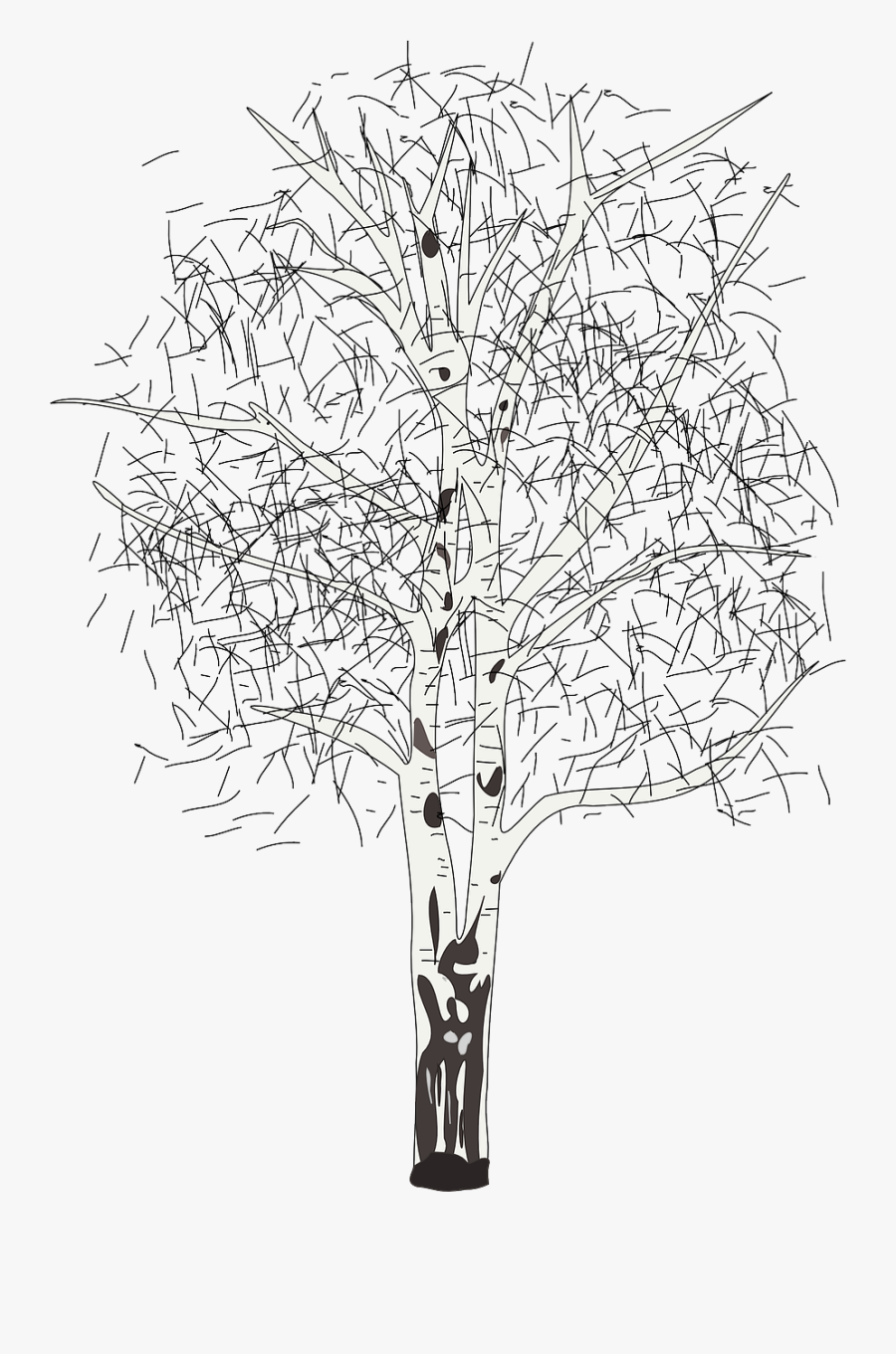 Transparent Wood Clipart Black And White - Silver Birch Tree Clipart, Transparent Clipart